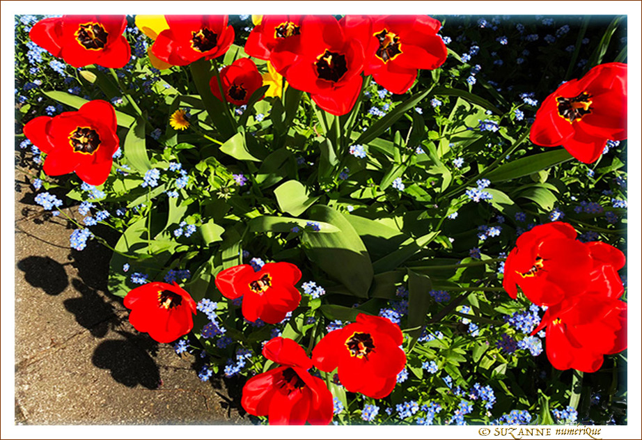 Tulipes Rouges entre Ombre et Lumi�re -- 09/05/18