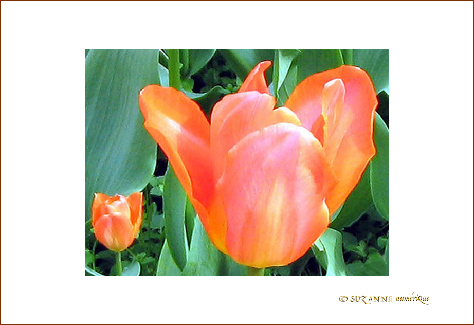 Tulipes et p�tales Brillants