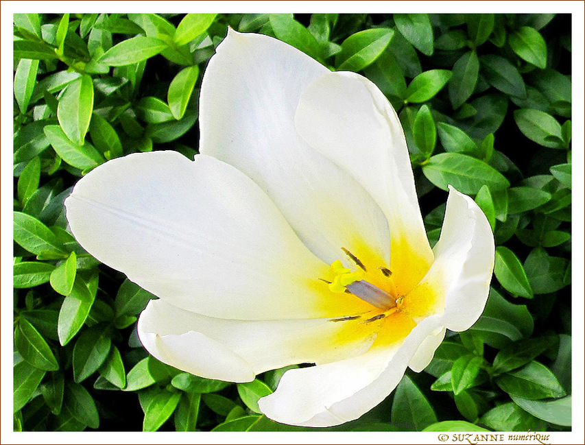 Tulipe au Vent
