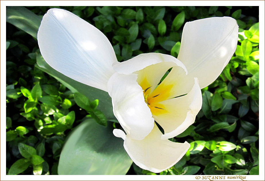 Tulipe � h�lice