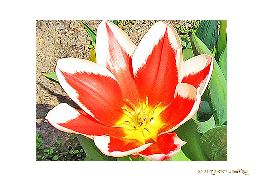 Fleur de feu -1- -- 21/06/09