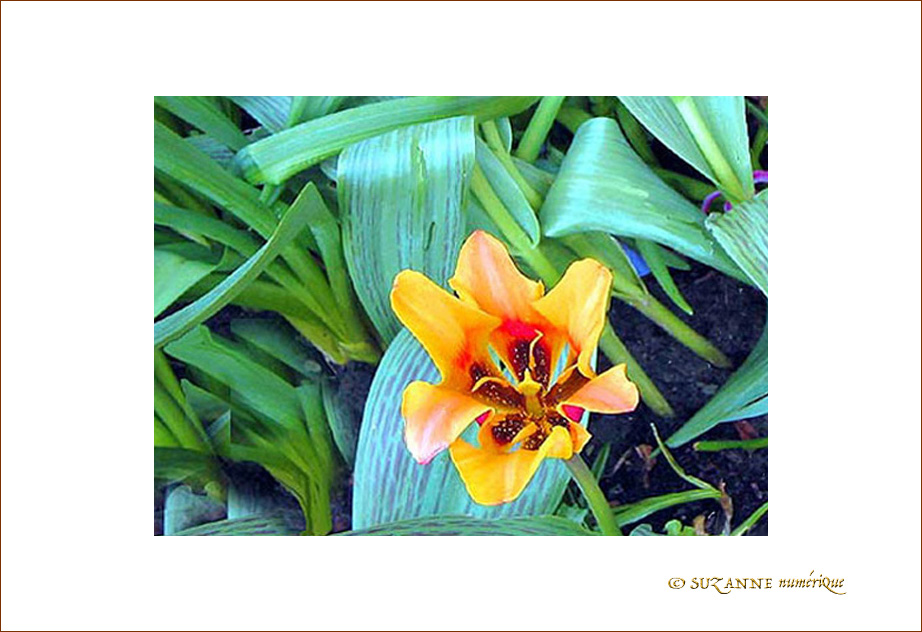 Couleurs d'Avril