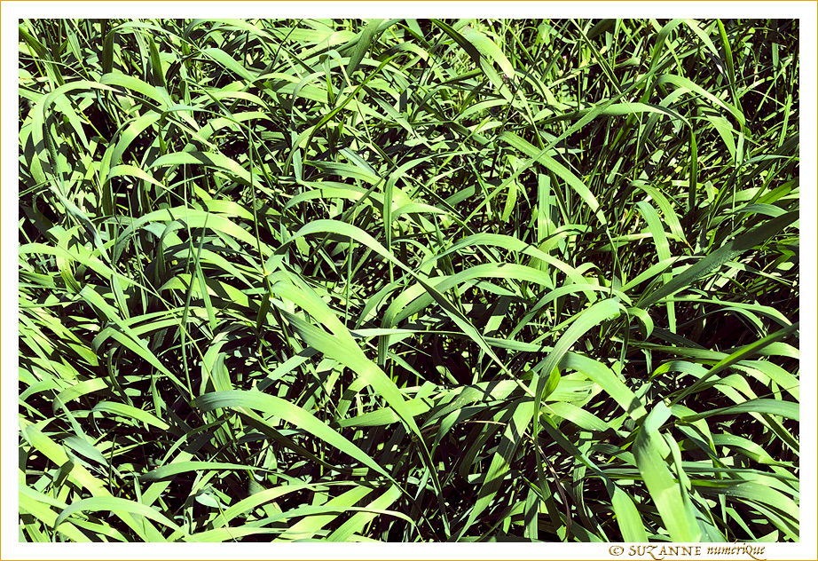 Sous le Soleil -06- �t� 2021 -- 28/08/21