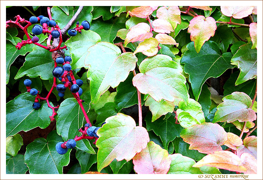 La Campagne ... en ville La Campagne ... en ville