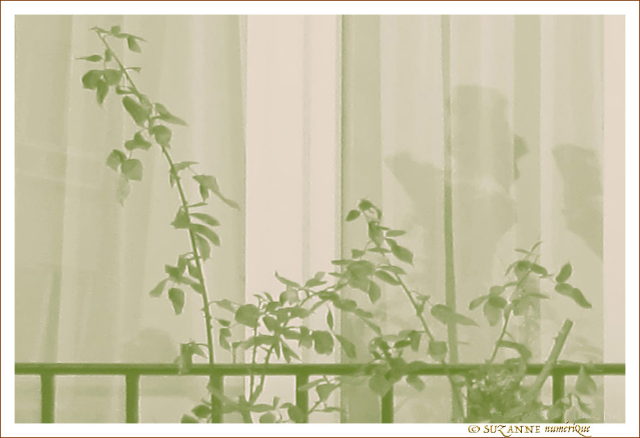 Verte transparence -- 03/03/10