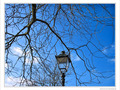Un arbre prot�geait un r�verb�re -- 19/02/10