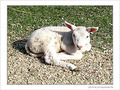 Petit agneau �tonn� -- 10/04/09