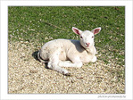 Petit agneau museau en coeur -- 13/04/09