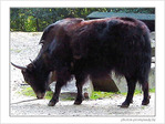 Fourrure � cornes