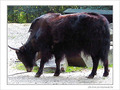 Fourrure � cornes -- 04/10/06