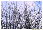 Branches sous un Ciel d'Hiver -- 24/01/18