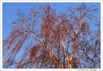 Les Couleurs chaudes de l'Hiver -- 07/02/11