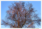 Lumi�re Rousse