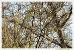 Un arbre et une feuille