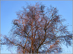 Lumi�re Rousse -- 17/02/11