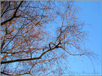 Chevelure Rousse et reflets Blancs