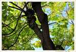 Torsades sous la Lumi�re d'Automne -- 18/10/13