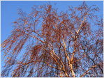 Les Couleurs chaudes de l'Hiver