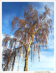 Sous le Soleil -03- Hiver 2023 -- 22/01/23