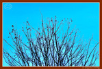 Ciel d'Hiver 2025 -1- -- 09/02/25