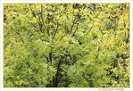 L'Automne en Douceur -- 09/11/18