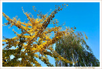 Sous le Vent -05- Automne 2021 -- 27/11/21
