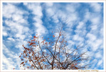 Sous le Vent -07- Automne 2021 -- 09/12/21