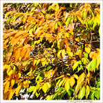 V'l� l'Automne 2022 -08- -- 06/11/22