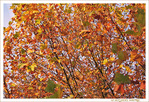 Envol�e d'Automne -- 20/11/15
