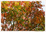 Harmonie d'Automne -- 07/11/17