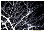 En Blanc et Noir, les Arbres