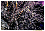 Jardin d'Hiver - 002 - -- 13/03/21