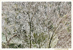 Le Printemps 2021 sous la Neige -- 08/04/21