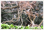 Se Recroqueviller pour se R�chauffer -- 12/02/12