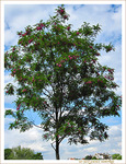 L'arbre pr�s de mon toit