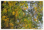 Reflets d'automne