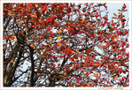 L'arbre aux couleurs incandescentes 