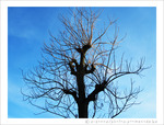L'Arbre, le Soleil et le Ciel