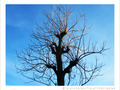 L'Arbre, le Soleil et le Ciel -- 20/01/12