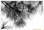 Des �ventails pour dissiper le Brouillard -- 19/02/13