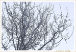 Si si, j'ai vu des Bourgeons�! -- 03/04/13
