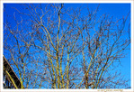 Or sur Branches -- 19/03/13