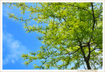 Verte Douceur de Printemps
