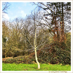 Blancheur d'Hiver -- 13/03/15