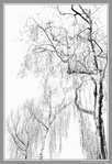 Les Arbres sont de grands Sages... -- 21/01/24
