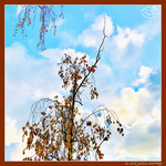 V'l� l'Automne 2024 -06- -- 11/12/24