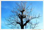 L'Arbre, le Soleil et le Ciel -- 20/01/12