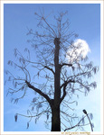 L'Arbre et le Lampadaire -- 07/03/12