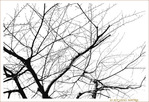 En Noir et Blanc, les Arbres -- 19/02/12