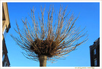 Accueillir le Printemps -- 17/03/12